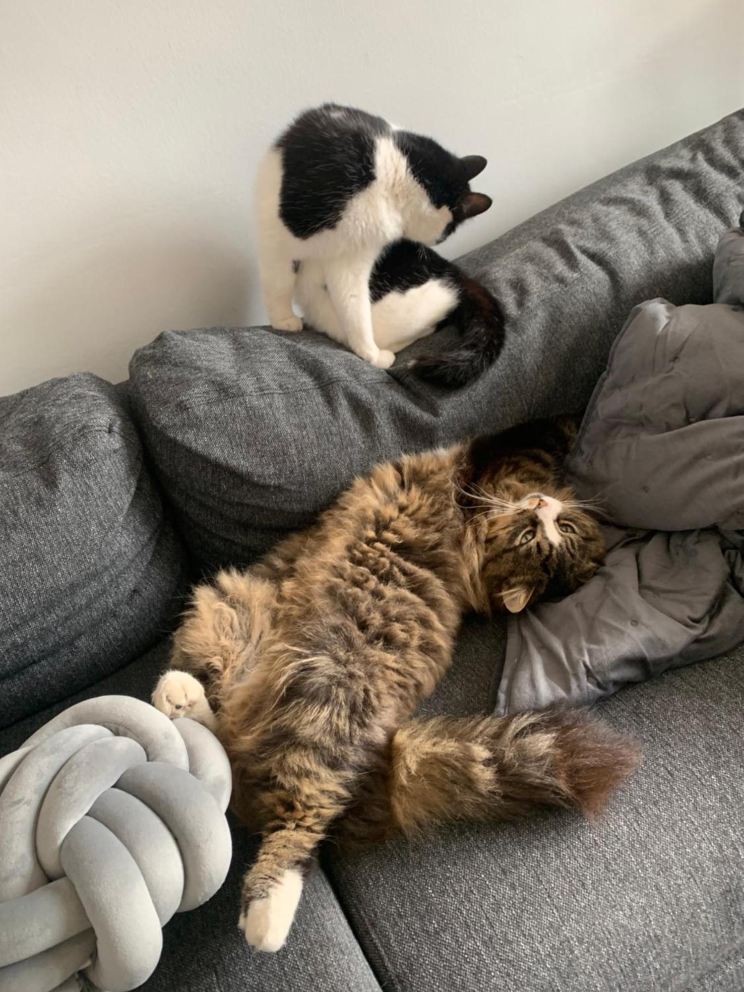Wake Up With 2 Cats On Your Face Dublin Exterior foto