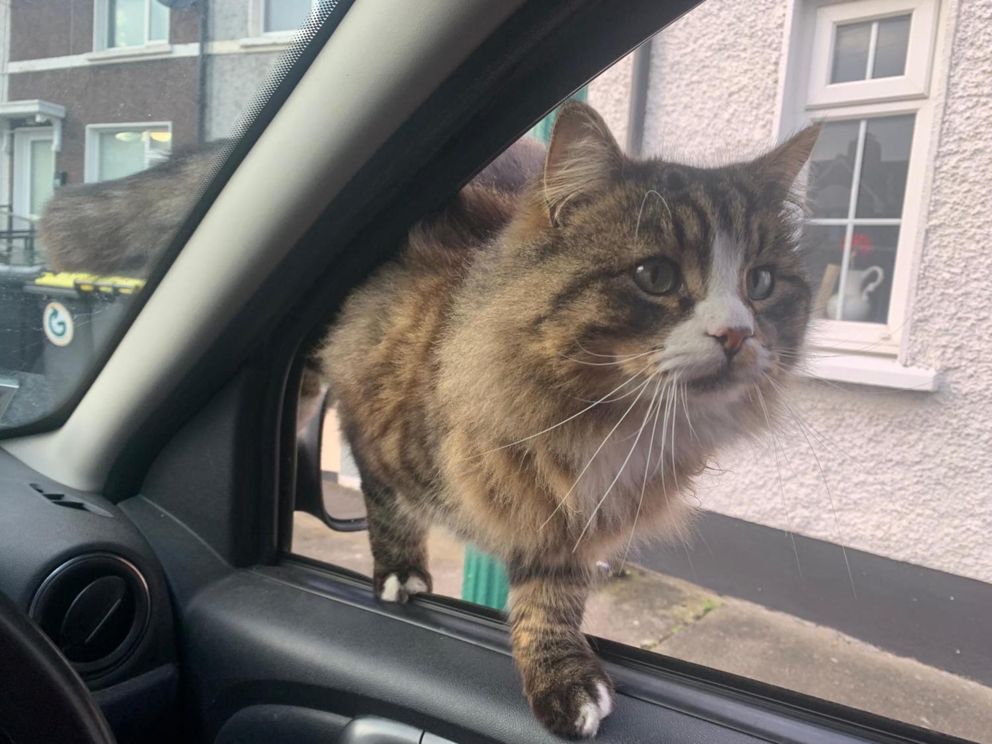 Wake Up With 2 Cats On Your Face Dublin Exterior foto