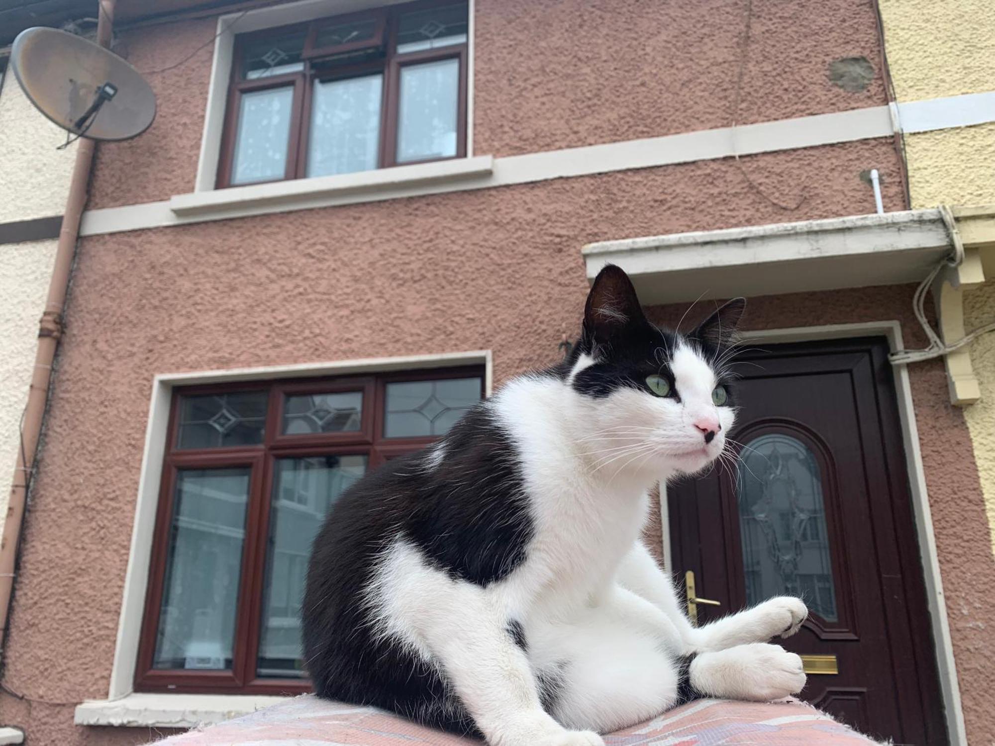 Wake Up With 2 Cats On Your Face Dublin Exterior foto