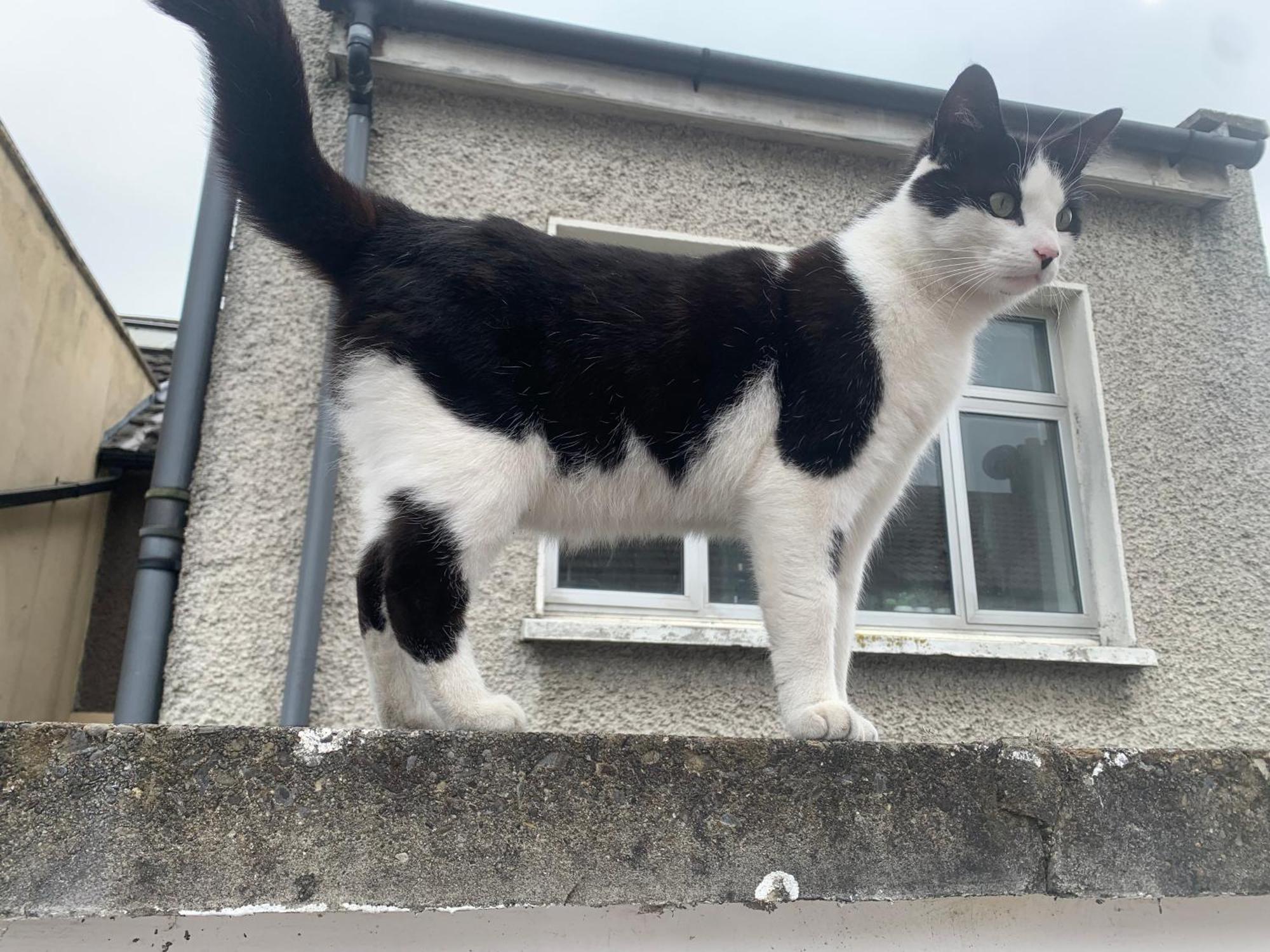 Wake Up With 2 Cats On Your Face Dublin Exterior foto